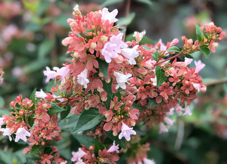 Абелия Расберри Профьюжин